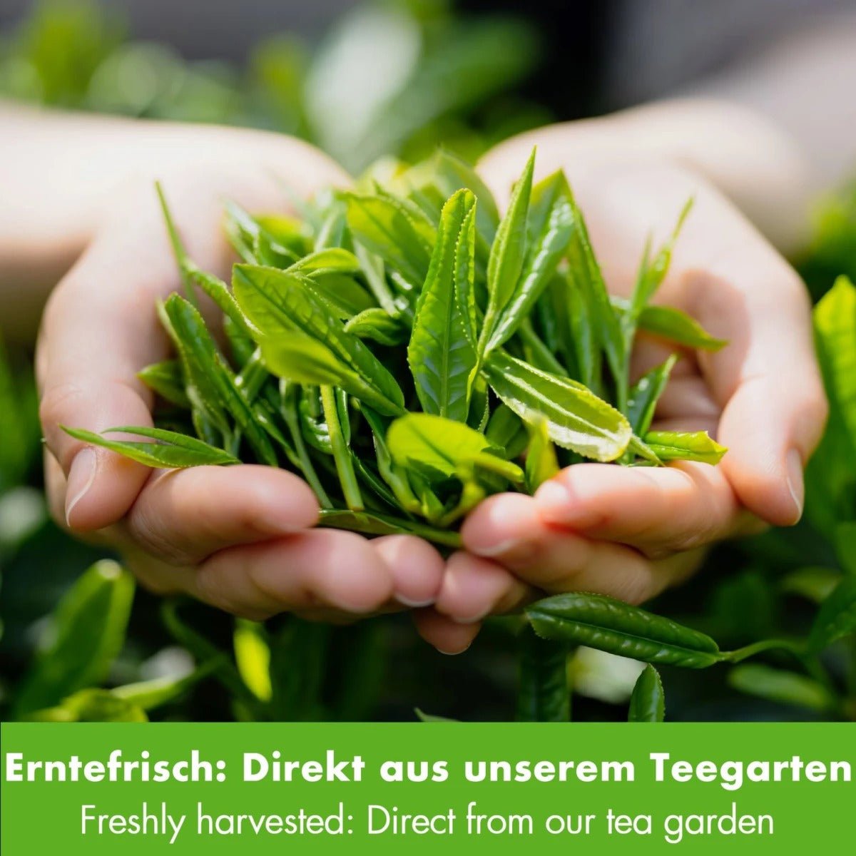 Bio Sencha Grüntee Four Seasons, 250g - Calitronshop.com