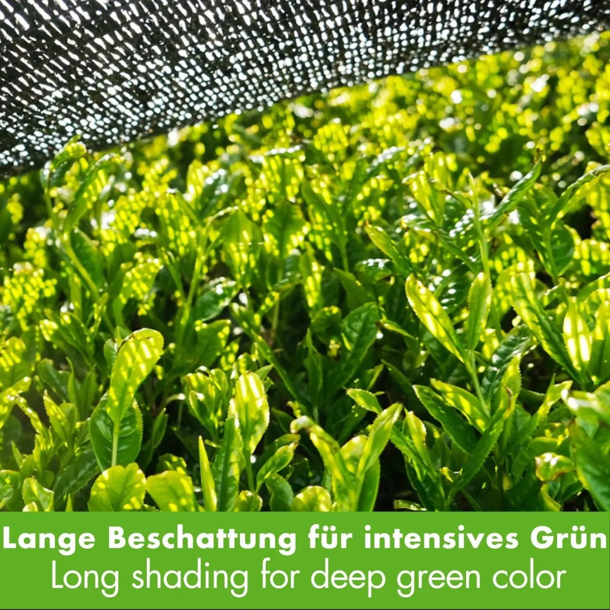 Matcha Vanille Tee Kapseln 20 Stück kompatibel mit Nespresso - Calitronshop.com