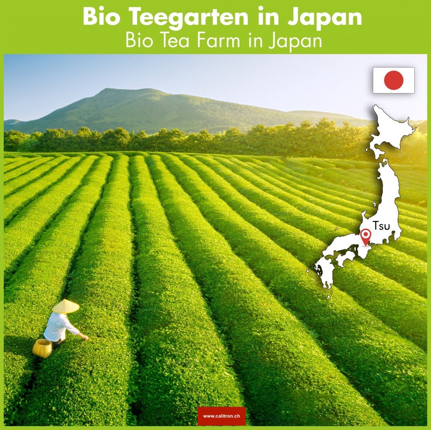 Bio Matcha Tee - Japan Premium Qualität, 30g - Calitronshop.com